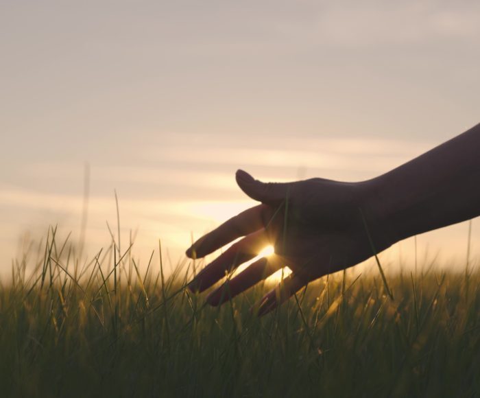 farmer holds hand over wheat at sunset, farming, green wheat field, growing crops on plantation, food production business, growing wheat on fertilized soil, rural working man farm, agricultural rural land
